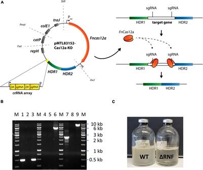 Genetic Evidence Reveals the Indispensable Role of the rseC Gene for Autotrophy and the Importance of a Functional Electron Balance for Nitrate Reduction in Clostridium ljungdahlii